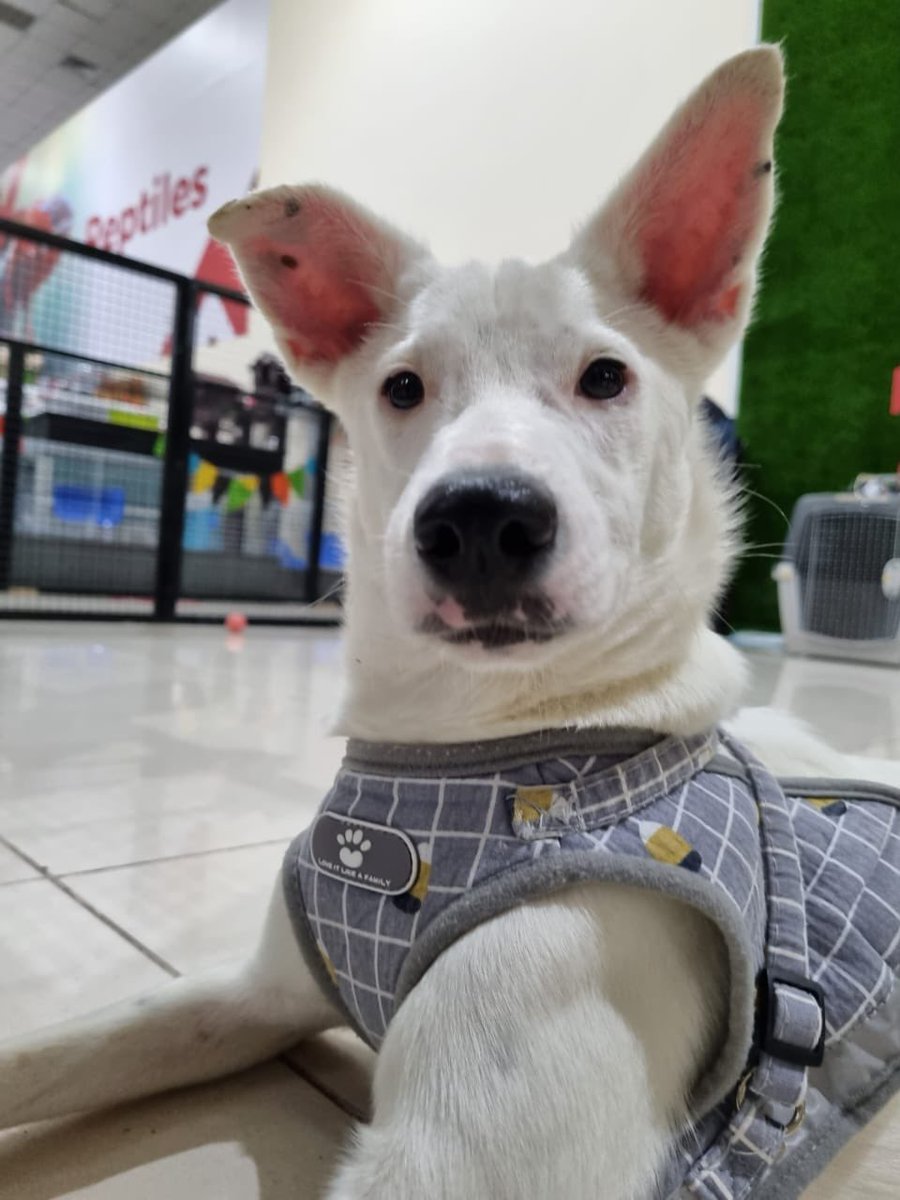 straydogscenter's tweet photo. Morning 😎 #NFTGiveaway #DogsofTwittter #AdoptDontShop #NFTCommunity https://t.co/co2gL8rhnw