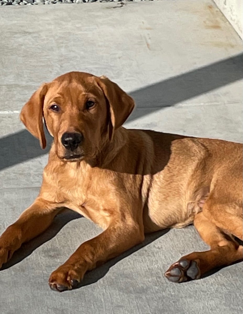 The_Walrus99's tweet photo. @it_is_me_GH I had to do the same thing in may of 2020, I’m so sorry you have to go through that. A year and half later I got this guy and my heart is full again.. https://t.co/rDiq2JHiEJ