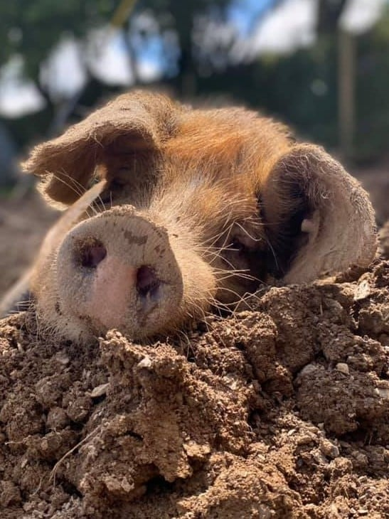 OxfordPig's tweet photo. PIG FACT FRIDAY
An adult pigs normal relaxed heart rate is 70 - 80 beats per minute
Photo Harriet Gallagher
#PigNews
#ExploreOSBPigs
#OSBPGCharity 
#PigFact
#Factsaboutpigs https://t.co/UT5L5La4CS