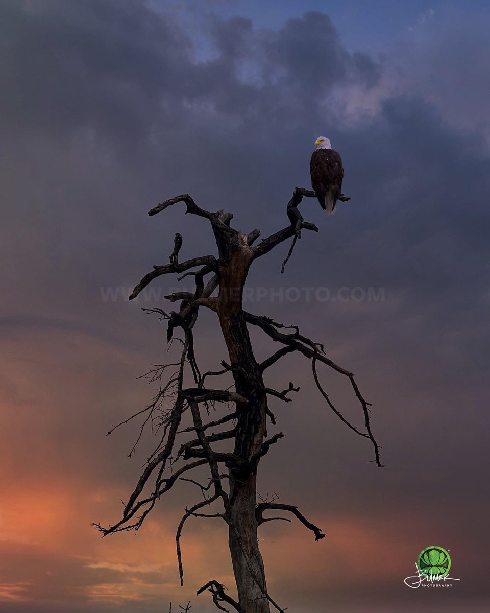 johnbulmer's tweet image. A bald eagle watches the sunset from inside the #Albany Pine Bush Preserve.