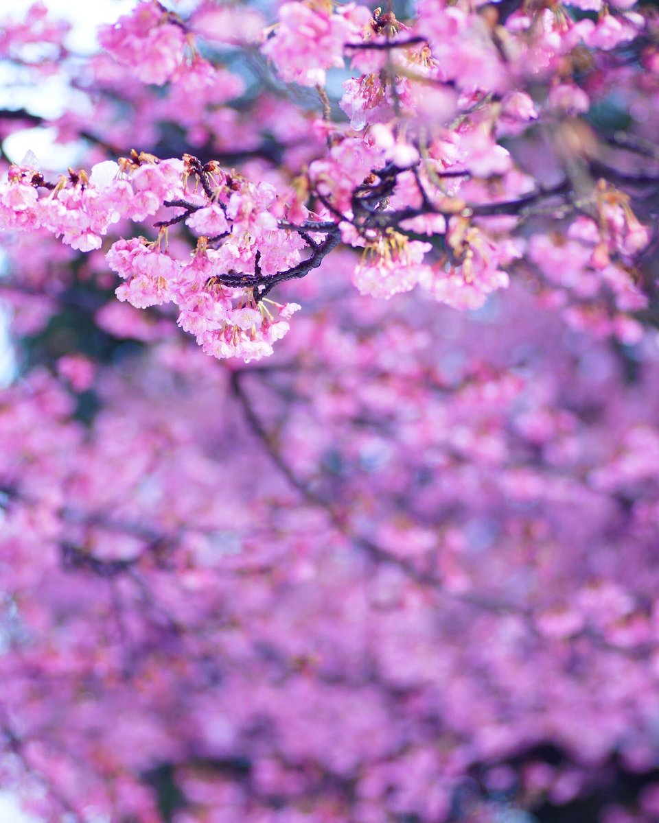 satoru9n8s2's tweet photo. 春の訪れ3
#無論タムロン
#まだまだ健在Aマウント❣️
#タムキュー
#tamronSP90mmf28 #72E
#α77
#オールドレンズ
#オールドレンズとお写ん歩 https://t.co/fCQVMnPfAy