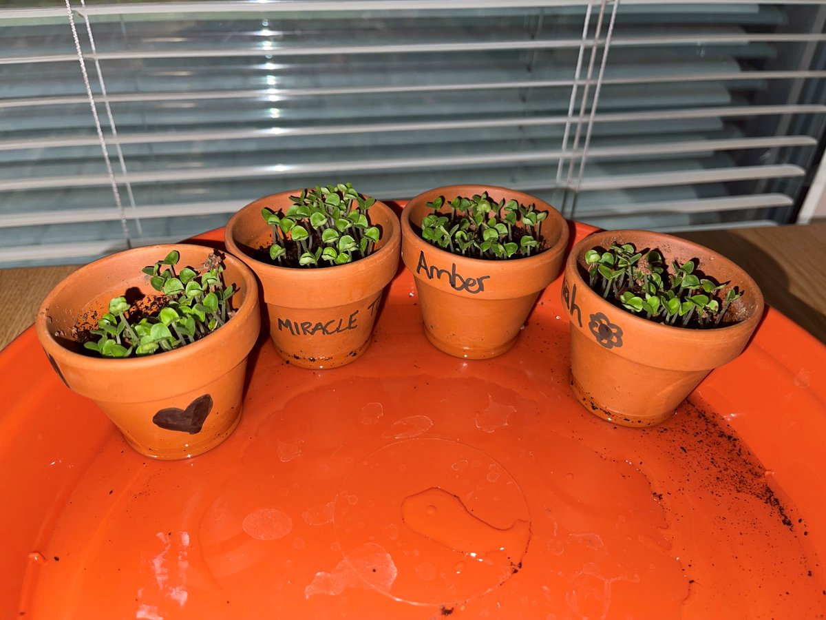 Our Sales Team planted their very own Basil seeds as a part of our 'Meetings for Change' In 2 weeks look how much they have grown! 

#kentshillpark #limevenueportfolio #kentshillparktrainingandconferencecentre #greenthumb #sustainability #meetingsforchange