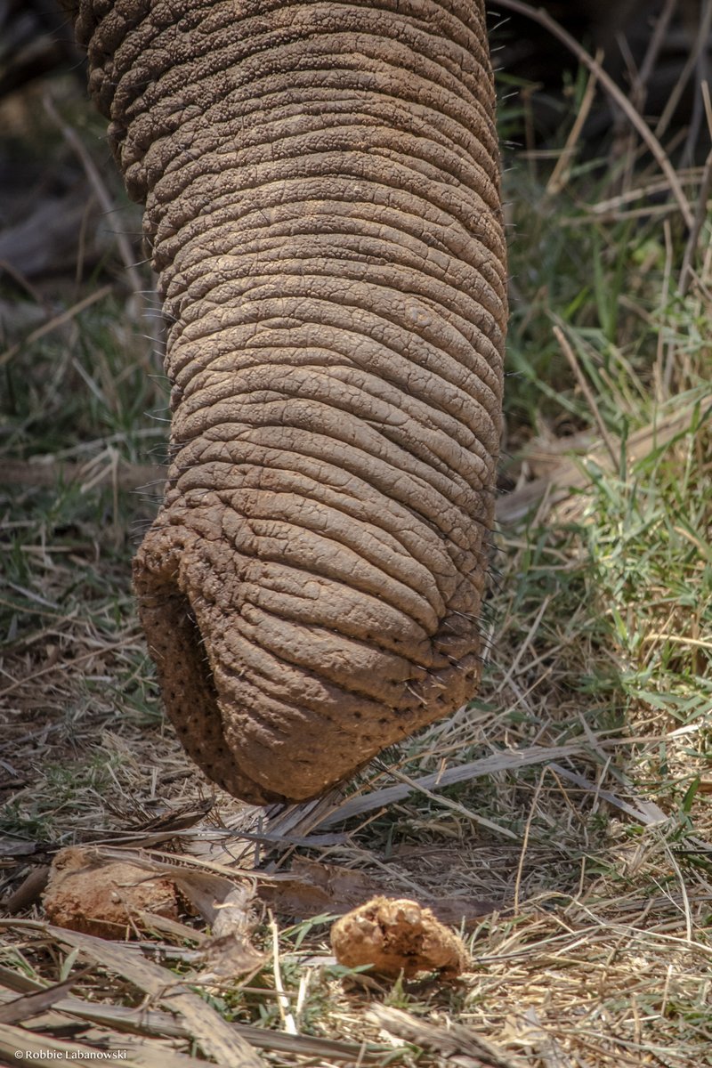 Save the Elephants (@ste_kenya) on Twitter photo An elephant’s trunk is a biological wonder. This versatile appendage, made entirely of muscle, can be used in a variety of ways from collecting water and uprooting trees, to grabbing some tasty doum palm nuts as seen in this picture by <a href="/robbielab/">Robbie Labanowski</a> /Save the Elephants. An elephant’s trunk is a biological wonder. This versatile appendage, made entirely of muscle, can be used in a variety of ways from collecting water and uprooting trees, to grabbing some tasty doum palm nuts as seen in this picture by <a href="/robbielab/">Robbie Labanowski</a> /Save the Elephants.