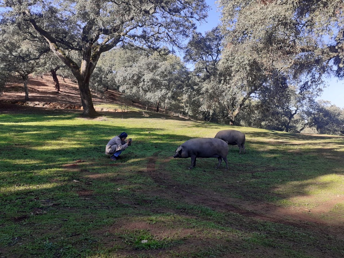 Meine Begegnung mit dem (nicht nur) iberischen Schwein: Vom Kult um den Schinken, anrüchigen Ahnen und Umweltsauereien. Morgen auf @dlf, 11.05, in Gesichter Europas. 
deutschlandfunk.de/gesichter-euro…