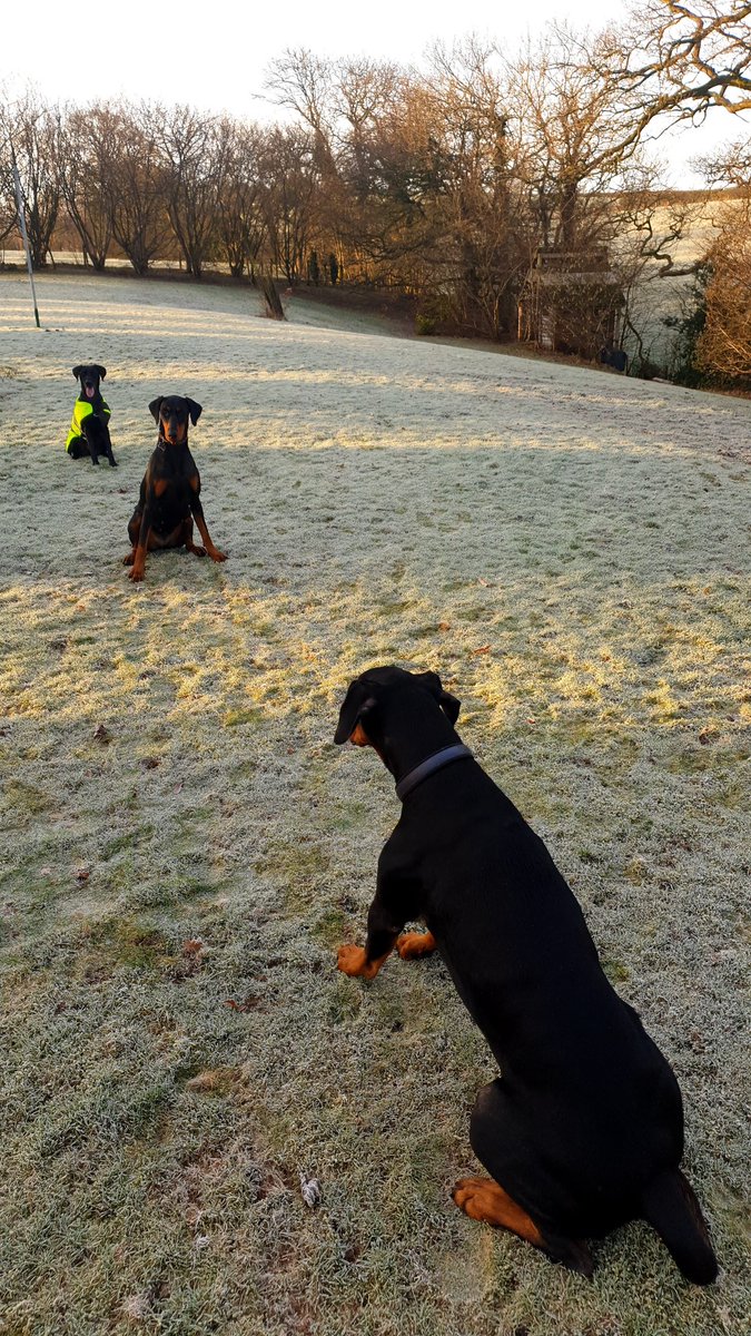 NotBadForHerAge's tweet image. The Master keeping his pack in check ๐๐๐๐โ#bossdog #dogsoftwitter #dobermann #Reuben #Damson #Fred