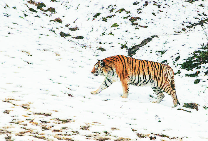 HefeiChina's tweet photo. Tigers at Hefei Wildlife Zoo were seen playing in the snow after a snowfall on Feb 7, attracting scores of visitors. #BeautifulHefei https://t.co/myxHM3X8Fn