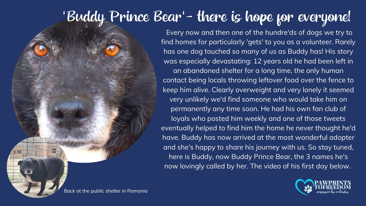 Pawprints2F's tweet photo. Rarely has a dog touched us as much as Buddy. He spent years in an abandoned shelter before we found him. 12yo and not used to social contact his chances were slim. Here is Buddy's journey - see below the video of his first day at his forever home.🥰Happy #weekendmood #rescuedogs https://t.co/658VIiSxWx