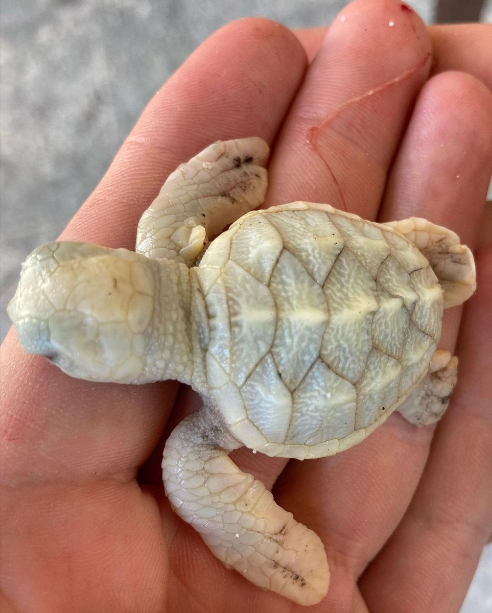 Nature Seychelles tweet media