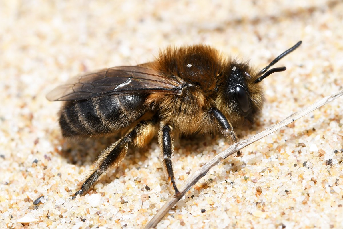 olds_liam's tweet photo. Excited to announce that I will be running an 'Identifying Bees' training course at Bryngarw Country Park, Bridgend, south Wales, on 9th-10th April 2022. A great opportunity to improve your bee identification skills. For further info, visit https://t.co/r1mCd8LA3o. Please share. https://t.co/DHeik6fDrP
