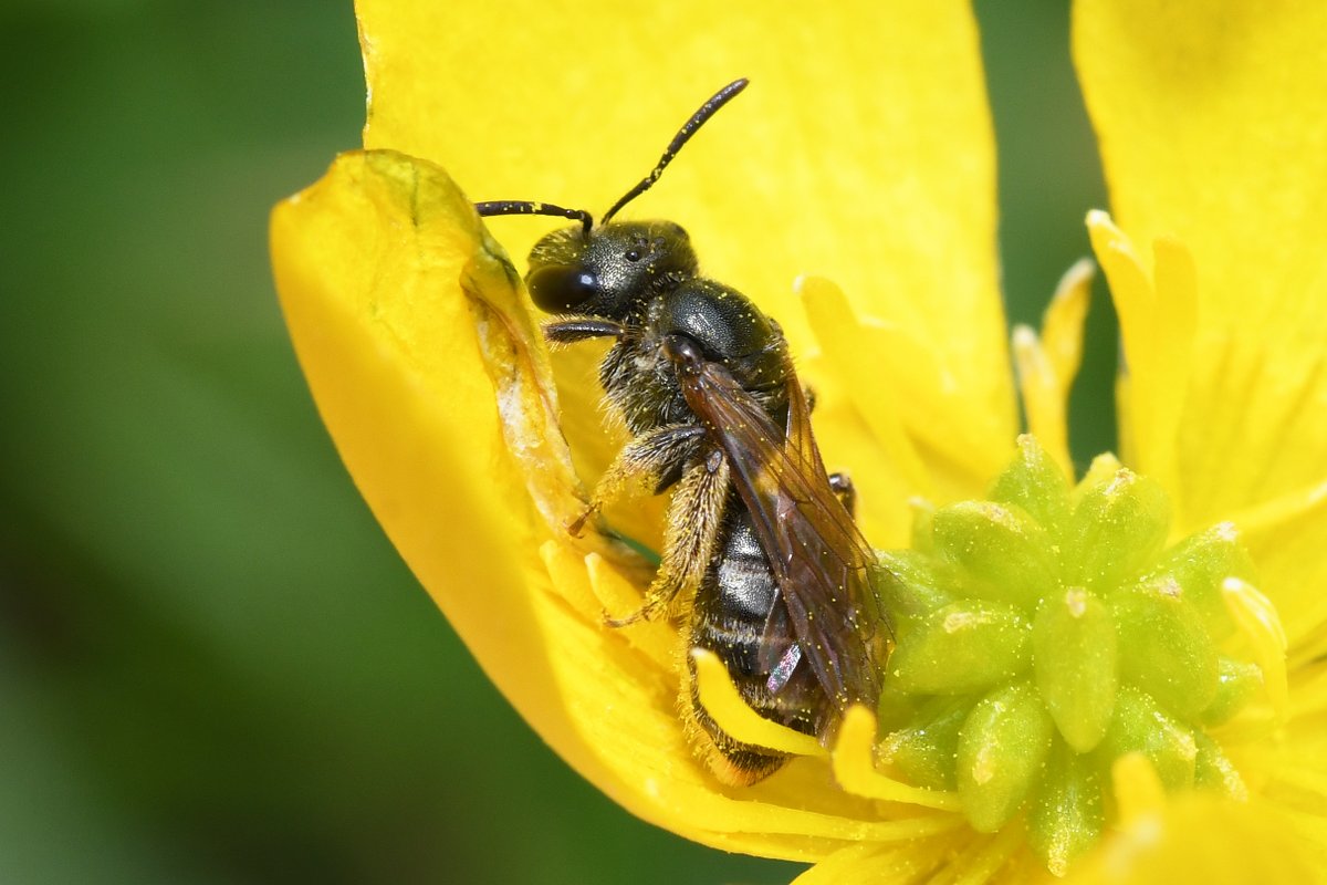 olds_liam's tweet photo. Excited to announce that I will be running an 'Identifying Bees' training course at Bryngarw Country Park, Bridgend, south Wales, on 9th-10th April 2022. A great opportunity to improve your bee identification skills. For further info, visit https://t.co/r1mCd8LA3o. Please share. https://t.co/DHeik6fDrP