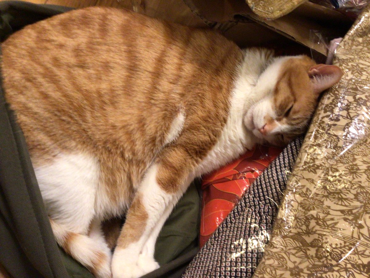 本日の店長 ふくねこ堂三角 猫との生活 猫の日 猫がいる幸せ 22 02 11 ふくねこ堂 本日の店長 ふくねこ堂三角 猫との生活 猫の日 猫がいる幸せ 22 02 11 ふくねこ堂