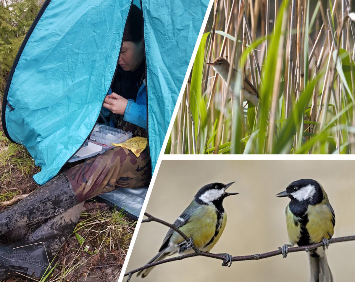 I am an assoc. professor of behavioural ecology @HiLIFE_helsinki @helsinkiuni @LifeSciHelsinki. I use #FieldBiology to study how individuals learning from each other affects species' #evolution & #resilience to #environmentalchange. #WomenInScience #WomenInScienceHelsinki