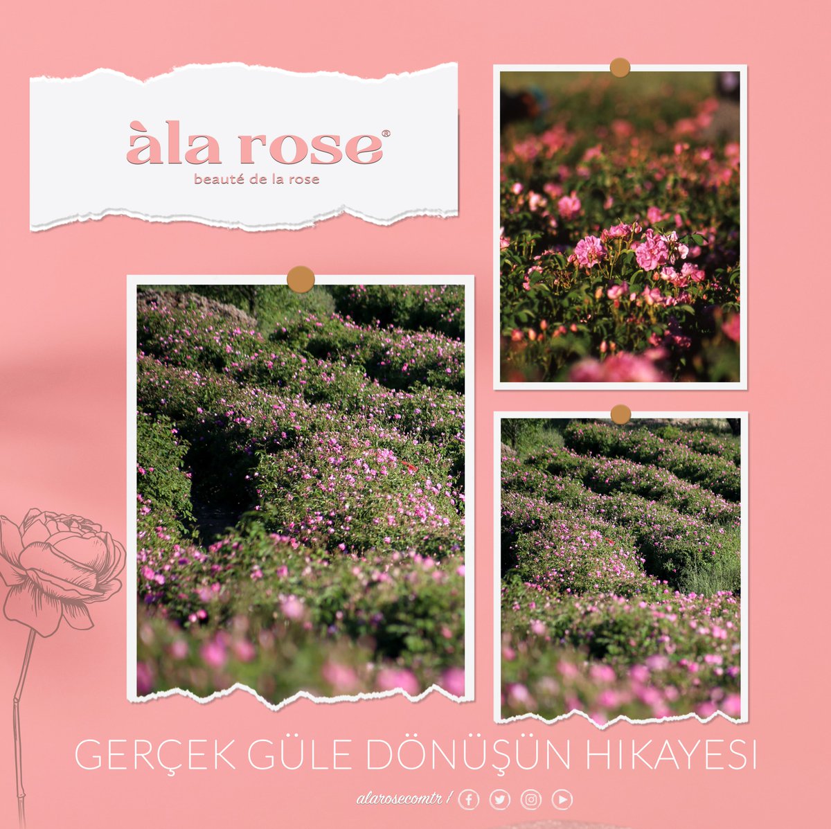 alarosecomtr's tweet photo. Yüzlerce yıldır güzelliğin özü kabul edilen gül, en saf haliyle, tamamen doğal yollarla elde edilen gül suyu, en işlevsel haline getirilerek A La Rose ürünlerinin içeriğini oluşturuyor.🌹

Ürünleri keşfetmek için:
https://t.co/iO0195uIdq
#alarose #rose #gül #veganfood #ciltbakımı https://t.co/6rA6QPAWVu