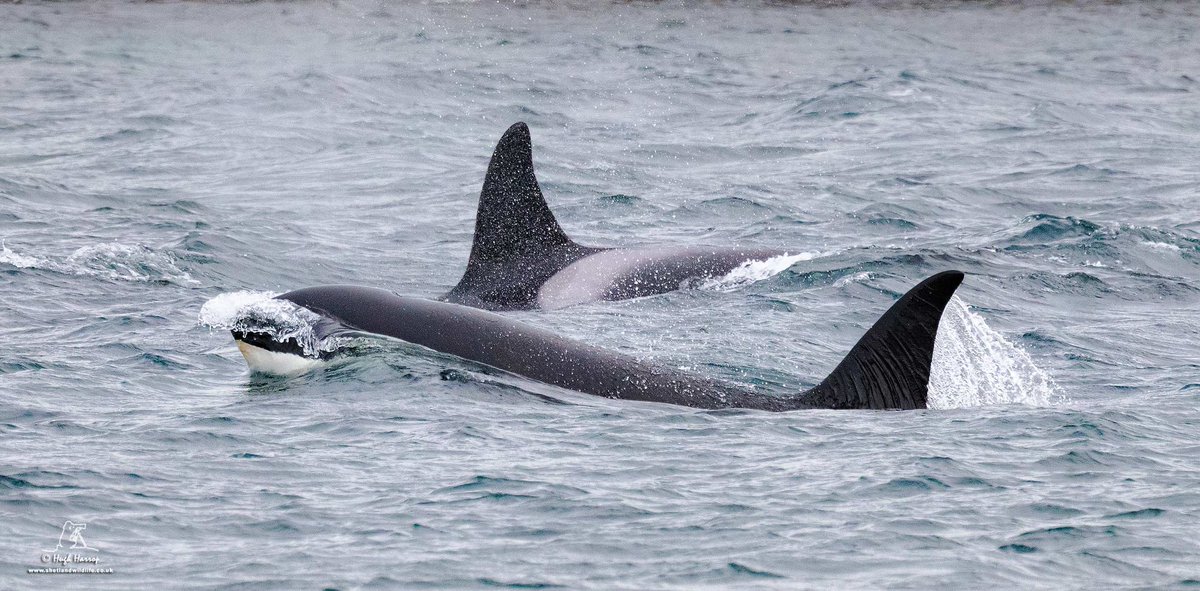 Still buzzing from our encounter with the 65s #Orca pod this week as they headed north close inshore off the south Mainland, Shetland. Here is matriarch 'Razor' (also mother to the new calf) &amp; 'Ossa' (rear) photographed from shore as they cruised through Bressay Sound. #ecopreds