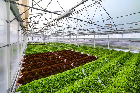 rssagriculture's tweet photo. Les Crudettes: French herbs grown without #pesticides in a new 7,000 m² greenhouse
https://t.co/XJGXd9obkU https://t.co/vCkLK56hx4