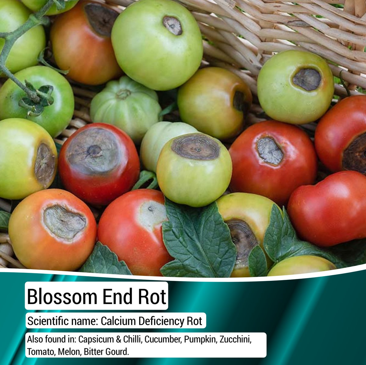 Blossom End Rot

#calciumdeficiency 
#calcium
#disease 
#tomatocultivation