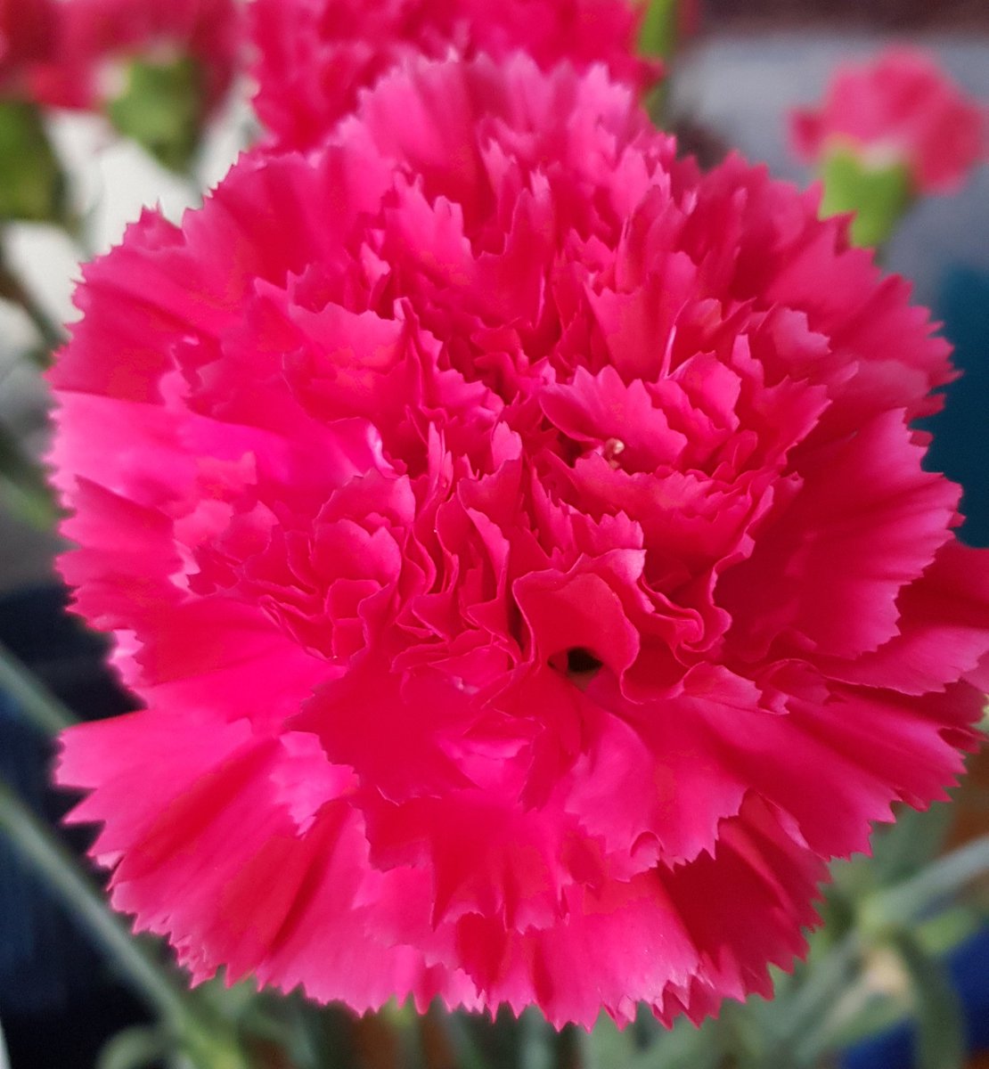 petrapip's tweet photo. #kleurindenatuur #rood #anjer https://t.co/qyLymYXTk5