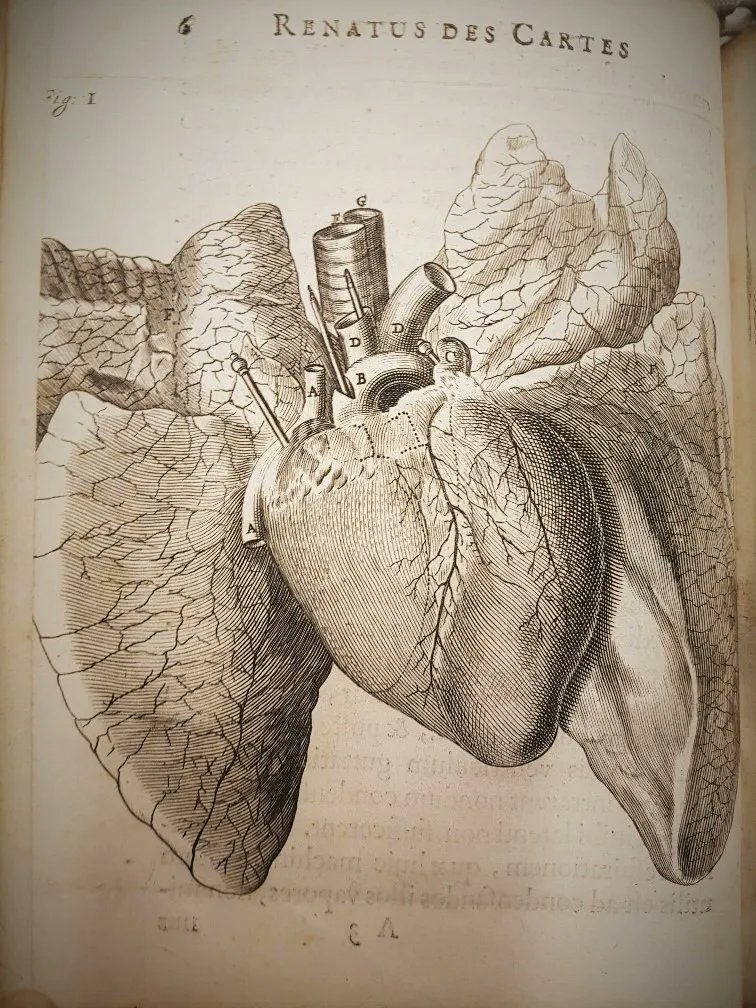 p.132 La memoire visuelle' Gravure Anonyme pour l'ouvrage en Latin  'Tractatus de Homine et de Formatione Foetus' par Rene DESCARTES  (1596-1650) a Amsterdam en 1686 (XVIIe - Album alb4699782