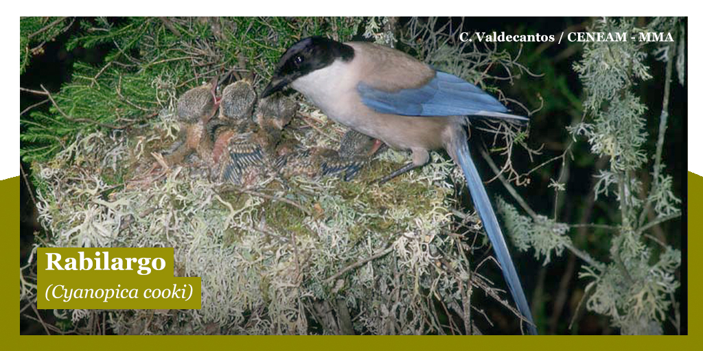 oapngob's tweet photo. 👁🗨¿Qué vemos en esta imagen? 👉🏻ESPECIE DE #RABILARGO EN SU NIDO CON VARIOS POLLOS.
#ParqueNacional de #Monfragüe https://t.co/eJuRJSljF5