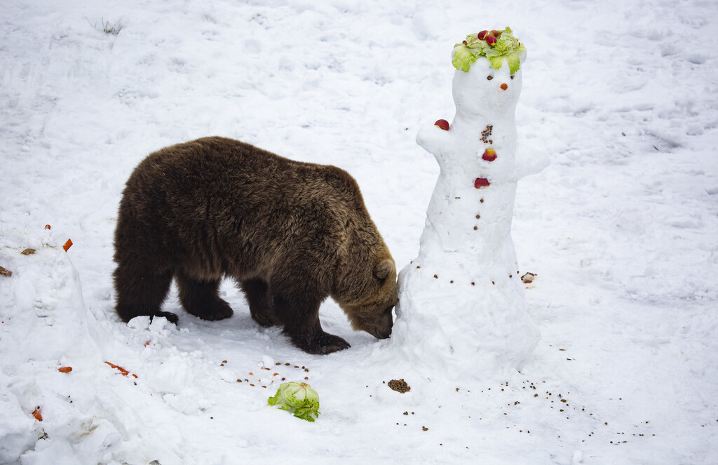 Delicacies lure Helsinki’s #bears out of their winter dens in @Korkeasaari 
See the full gallery here: https://t.co/PEMGjiKFEO 
#TheMayorEU #animals @myhelsinki https://t.co/2SlrD6RfOk