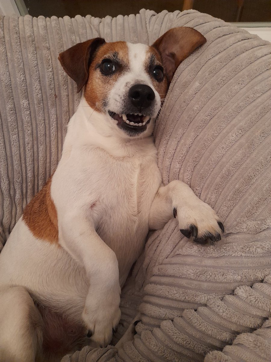 jjgallagher3's tweet photo. @godofdogs Have a great weekend π #terriersrule https://t.co/AlsSHfil4W