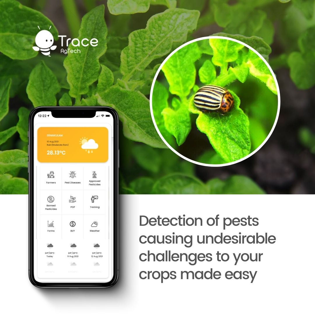 TraceAgtech's tweet photo. Trace guides and allows you to identify and recommend treatment decisions, timings of insecticide applications to reduce the challenges in production thus improving profitability.
Farm Management Reimagined!
#pestmanagement #intergratedpestmanagement #FarmSoftware #TraceAgtech https://t.co/PUN56Cg6gY
