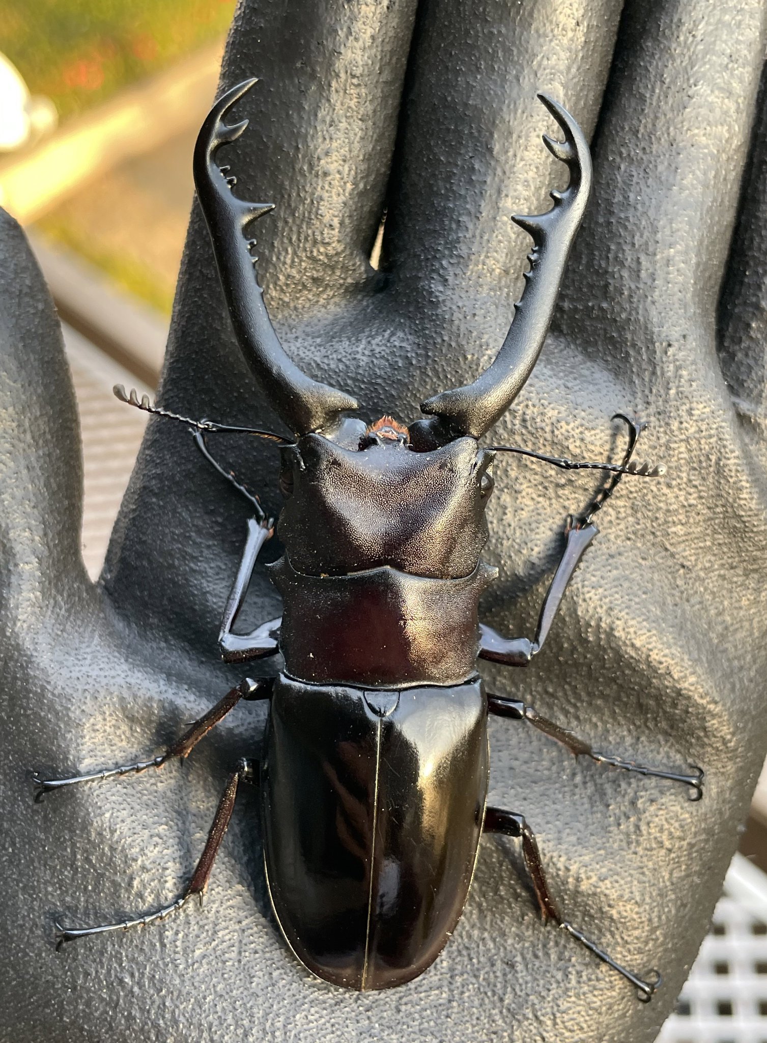 希少亜種！ギラファノコギリクワガタニシカワイ ☆オスメスペア＋おまけ☆