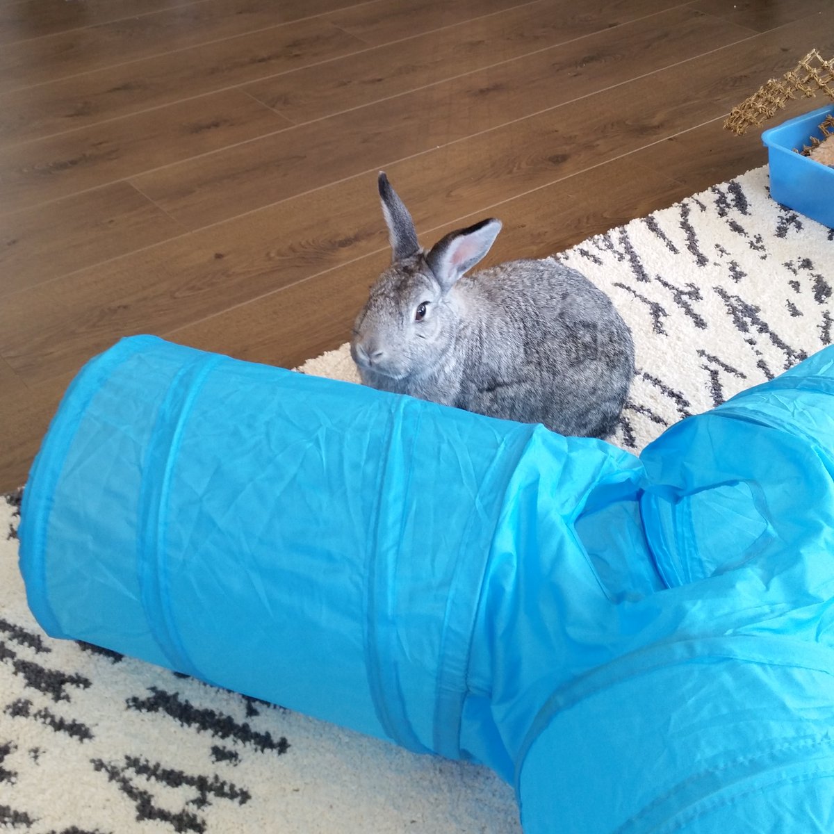 moatybuns's tweet photo. #FlashbackFriday 

19th October 2015

Grayce having her first roam around our new house, as you can see it didn't take her long to approve of our new home 🥰🤍✨️

#Grayce 🐇🌈 #BunniesOfTwitter #RabbitsOfTwitter #Bunny #Rabbit #RainbowBridge #MissYouGrayceyGirl https://t.co/WcH3rALzhM