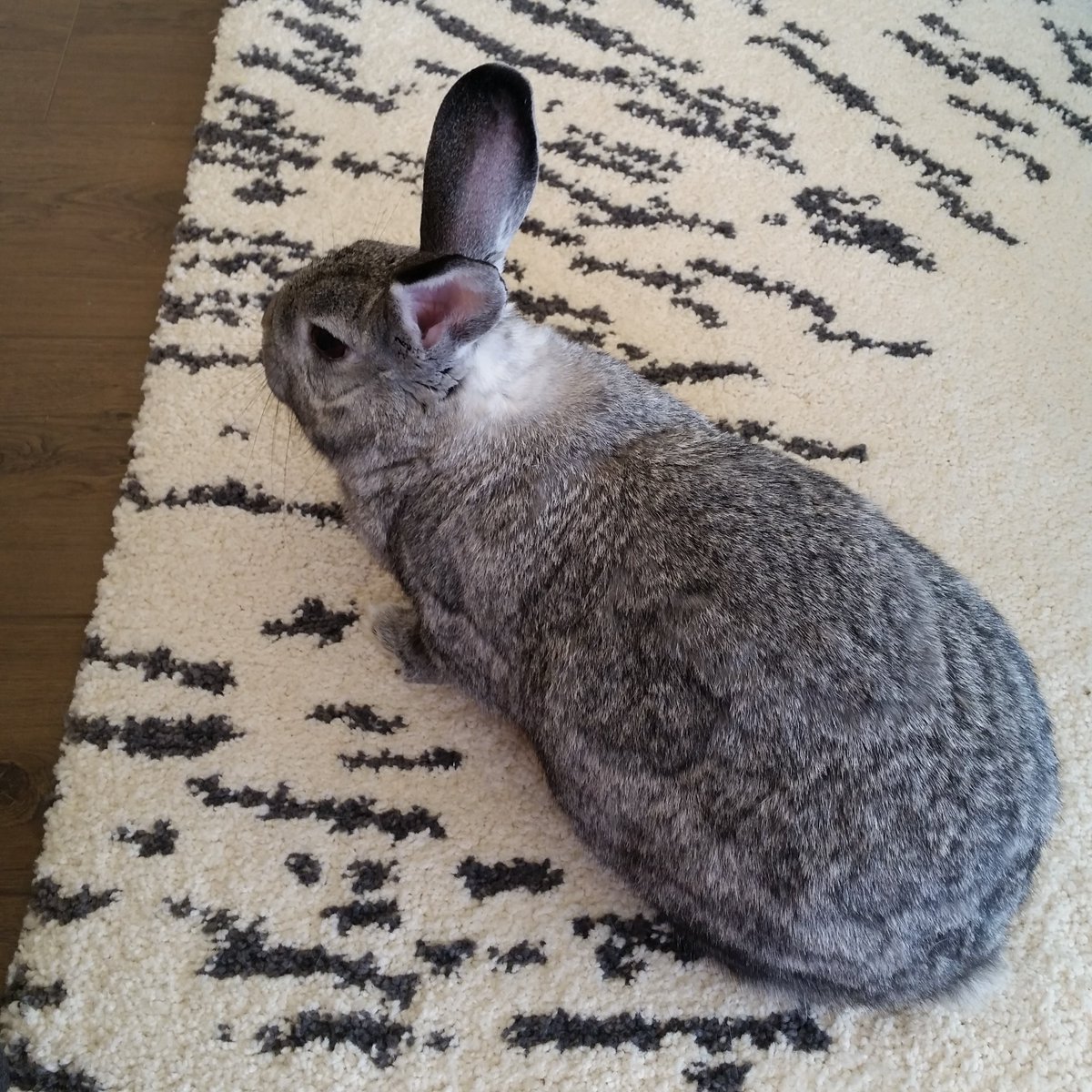 moatybuns's tweet photo. #FlashbackFriday 

19th October 2015

Grayce having her first roam around our new house, as you can see it didn't take her long to approve of our new home 🥰🤍✨️

#Grayce 🐇🌈 #BunniesOfTwitter #RabbitsOfTwitter #Bunny #Rabbit #RainbowBridge #MissYouGrayceyGirl https://t.co/WcH3rALzhM
