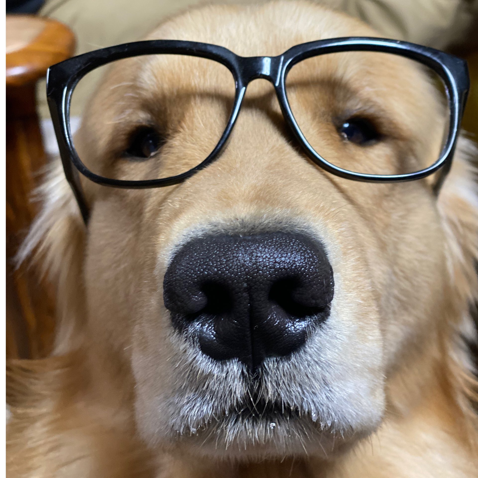 眼鏡犬 Twitter Search Twitter