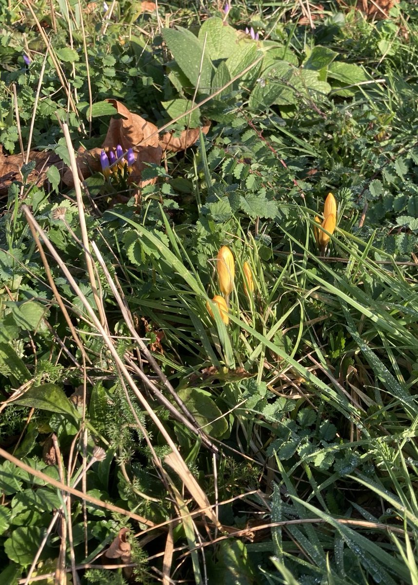 It’s just beginning to look a lot like….Springtime, in Kendor Gardens SW19 😊🌱⁦<a href="/ClimateMerton/">Merton's Climate Action Group</a>⁩ ⁦<a href="/Merton_Council/">Merton Council</a>⁩ ⁦<a href="/idverdeUK/">idverde UK</a>⁩ ⁦<a href="/MertonMatters/">Merton Matters</a>⁩ #spring