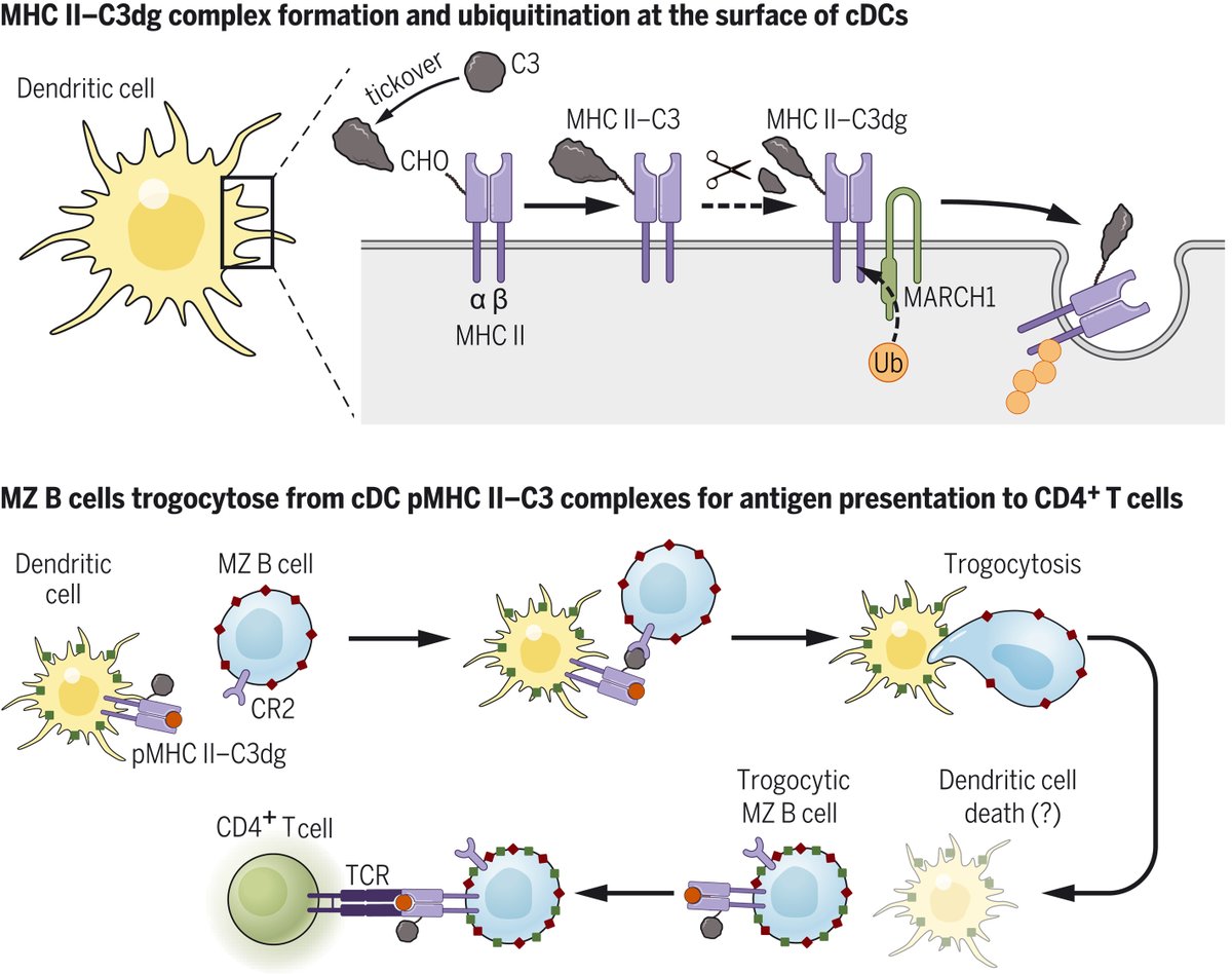 Seth Thomas Scanlon (@immunoeditor) on Twitter photo Now in <a href="/ScienceMagazine/">Science Magazine</a>: <a href="/PatrickSchriek/">Patrick Schriek</a>, <a href="/jdmintern/">Justine Mintern</a>, Jose Villadangos, & colleagues (<a href="/UniMelb/">University of Melbourne</a>) show #MarginalZone #Bcells use #complement receptor to "nibble" #pMHCII –C3 complexes from #DendriticCells & then present antigen to #TCells!
bit.ly/Sci_abf7470
#trogocytosis Now in <a href="/ScienceMagazine/">Science Magazine</a>: <a href="/PatrickSchriek/">Patrick Schriek</a>, <a href="/jdmintern/">Justine Mintern</a>, Jose Villadangos, & colleagues (<a href="/UniMelb/">University of Melbourne</a>) show #MarginalZone #Bcells use #complement receptor to "nibble" #pMHCII –C3 complexes from #DendriticCells & then present antigen to #TCells!
bit.ly/Sci_abf7470
#trogocytosis
