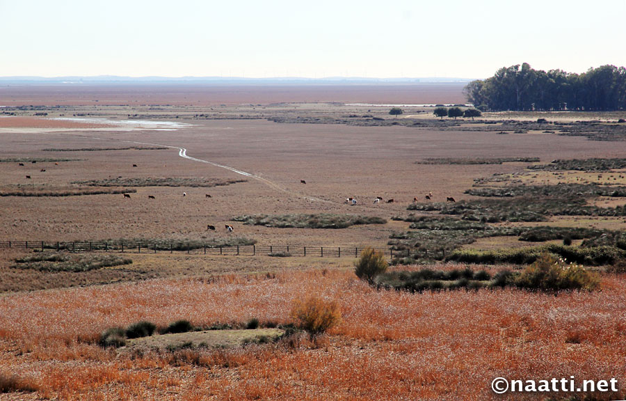 sepponet's tweet photo. #Strawberry threatens epic wetland in Spain. The parliament of #Andalucía wants to allow illegal berry farming around #Doñana wetlands! #irrigation #water    
@naattinet article about nature, conservation, research &amp; visiting Doñana @FFuentelsaz @WWFespana
https://t.co/9aWb7Dffk2 https://t.co/4xoraibiNA