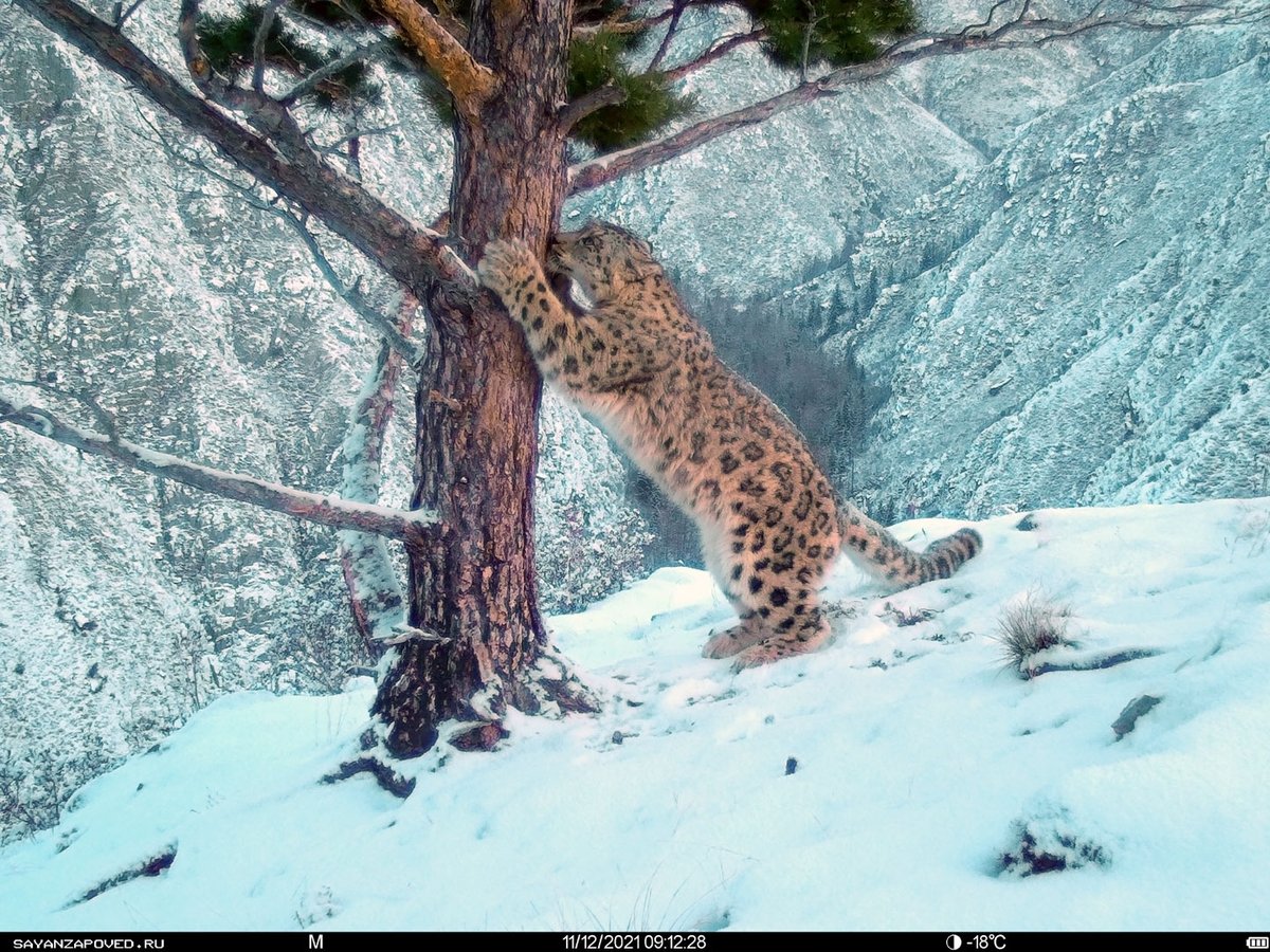 Новые кадры снежных барсов

mnr.gov.ru/press/news/_v_…