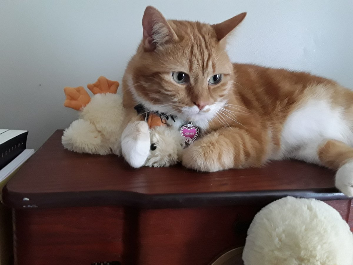 CatNotFrog's tweet image. I killed him