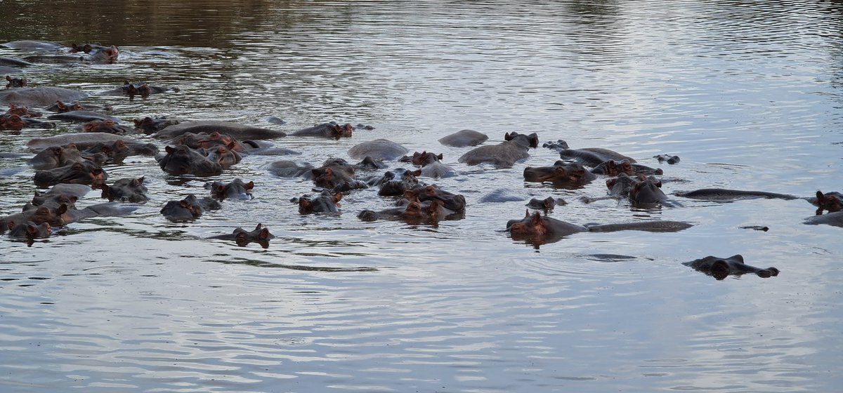 AllTanzanian's tweet photo. The Hippos of Nyerere National Park @tzparks https://t.co/VPtga1PzF2