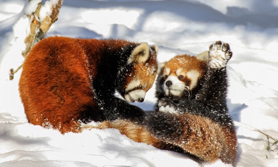 Red Panda Every Hour! (@redpandaeveryhr) on Twitter photo 
