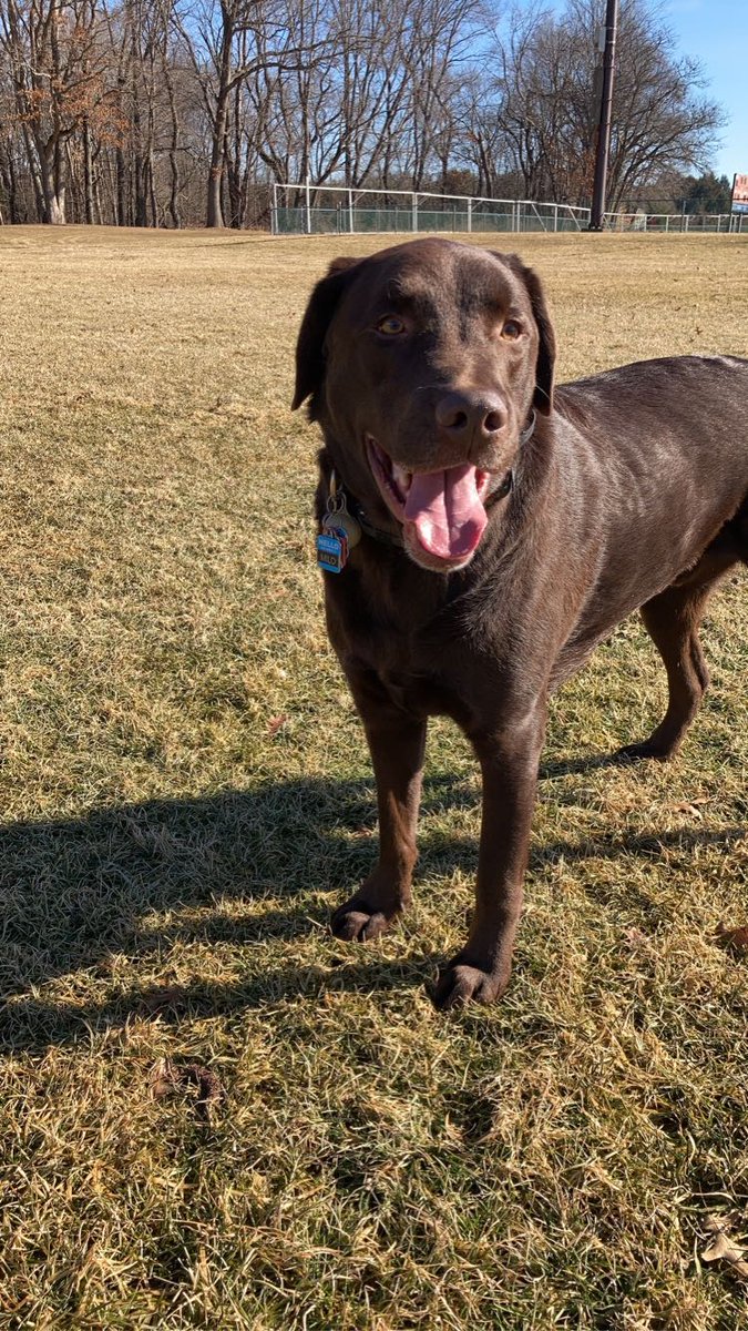 WieliczkaMick's tweet image. Two happy pups enjoying a rare February sunshine with their mom #Penny #Pennay #Milooo