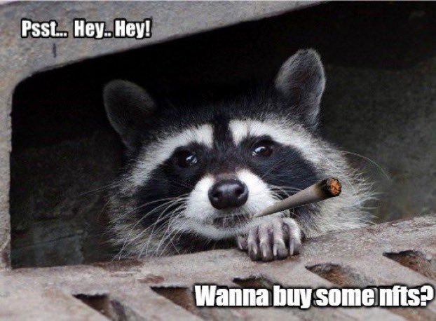Radical Raccoons tweet media