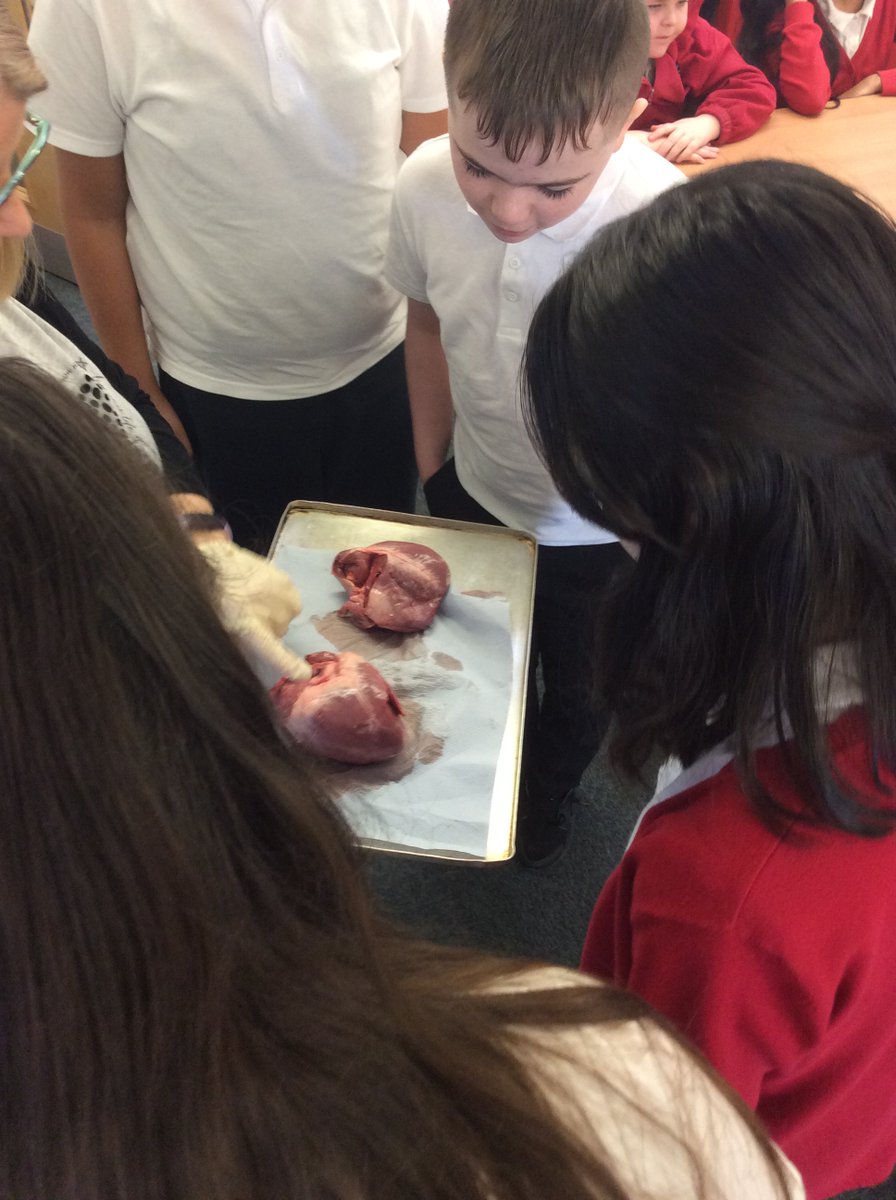 Year 6 are almost at the end of 'Pig Heart Boy' by <a href="/malorieblackman/">Malorie Blackman</a>. Our learning came alive today as <a href="/crowesbutchers/">Paul Crowe</a> kindly donated some pig hearts for us to explore. We were amazed at the size of them! #Year6Tweet