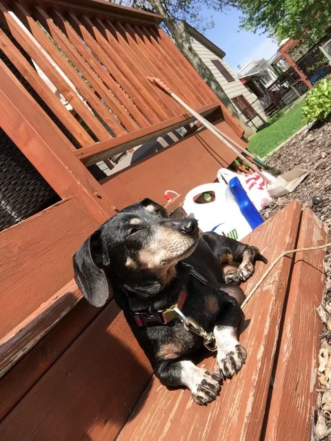 itzdeebz's tweet photo. Hands down the greatest thing that could have ever happened to a 13 year old boy. Gerdie, you filled each and every day with more love than I knew what to do with ❤️ And you confirmed that the greatest things truly do come in the smallest packages. I’ll love you always ❤️🐾 https://t.co/k9k3kPsny3