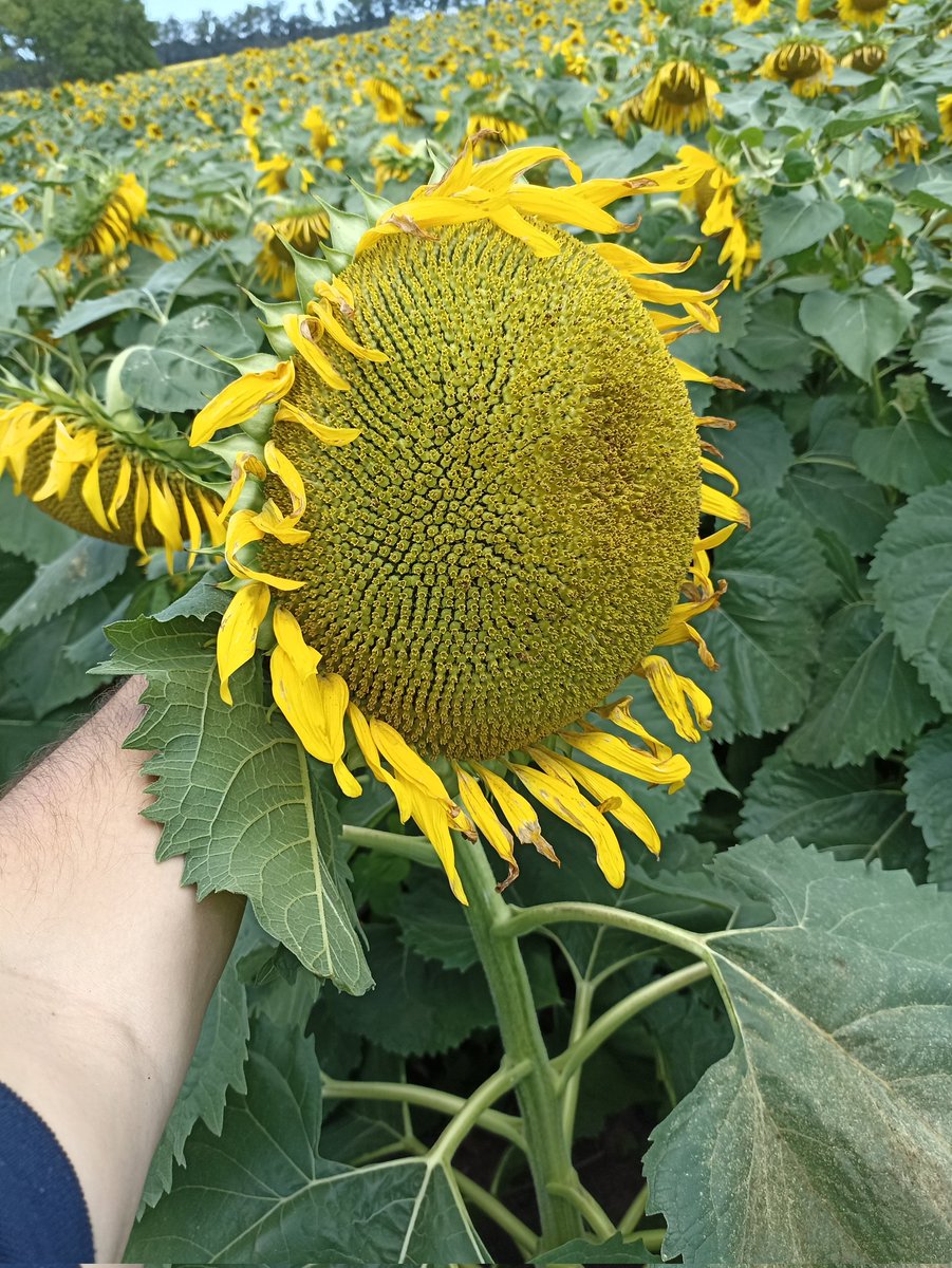btisnes's tweet photo. Enfermedades ❌
Palomas ❌
Sorteadas las dos principales limitantes del pasado, el girasol vuelve a ser una realidad en 🇺🇾!!!
@IPBSemillas https://t.co/Vbu5aTrKLq