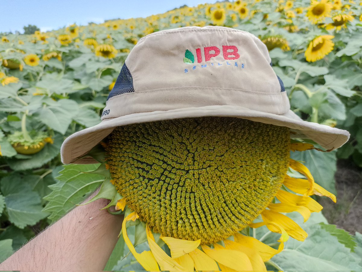btisnes's tweet photo. Enfermedades ❌
Palomas ❌
Sorteadas las dos principales limitantes del pasado, el girasol vuelve a ser una realidad en 🇺🇾!!!
@IPBSemillas https://t.co/Vbu5aTrKLq