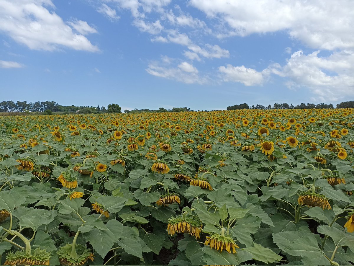 btisnes's tweet photo. Enfermedades ❌
Palomas ❌
Sorteadas las dos principales limitantes del pasado, el girasol vuelve a ser una realidad en 🇺🇾!!!
@IPBSemillas https://t.co/Vbu5aTrKLq