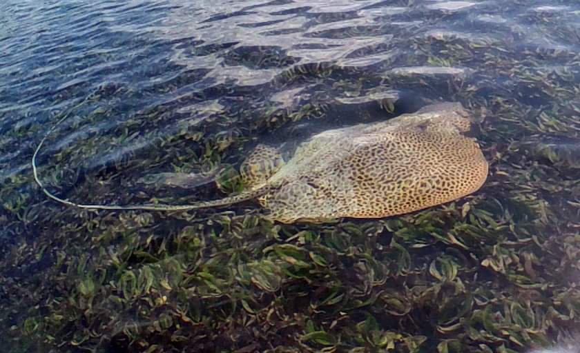 BobSluka's tweet photo. Love this pic of @IUCNRedList Endangered Coach Whipray (Himantura uarnak) using #seagrass habitats in Watamu Marine National Park, Kenya. Thank you @SharkRayFund for funding this @arochakenya @arochaint study and @KWSWatamu for continued protection of this species. #ARochaMarine https://t.co/OeGZhFMmN6