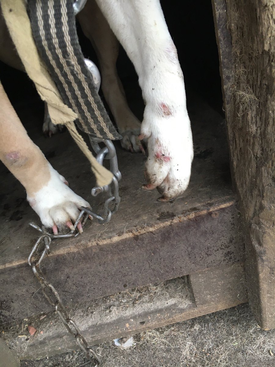 Deze wijze van huisvesten, onthouden medische zorg, onthouden van water, voeren met enkel oud brood en GFT afval.. not done. Proces verbaal tegen eigenaar en directe inbeslagname volgde. Zij hebben hun eerste warme nacht met de nodige verzorging achter de rug. Op naar beter. #LID