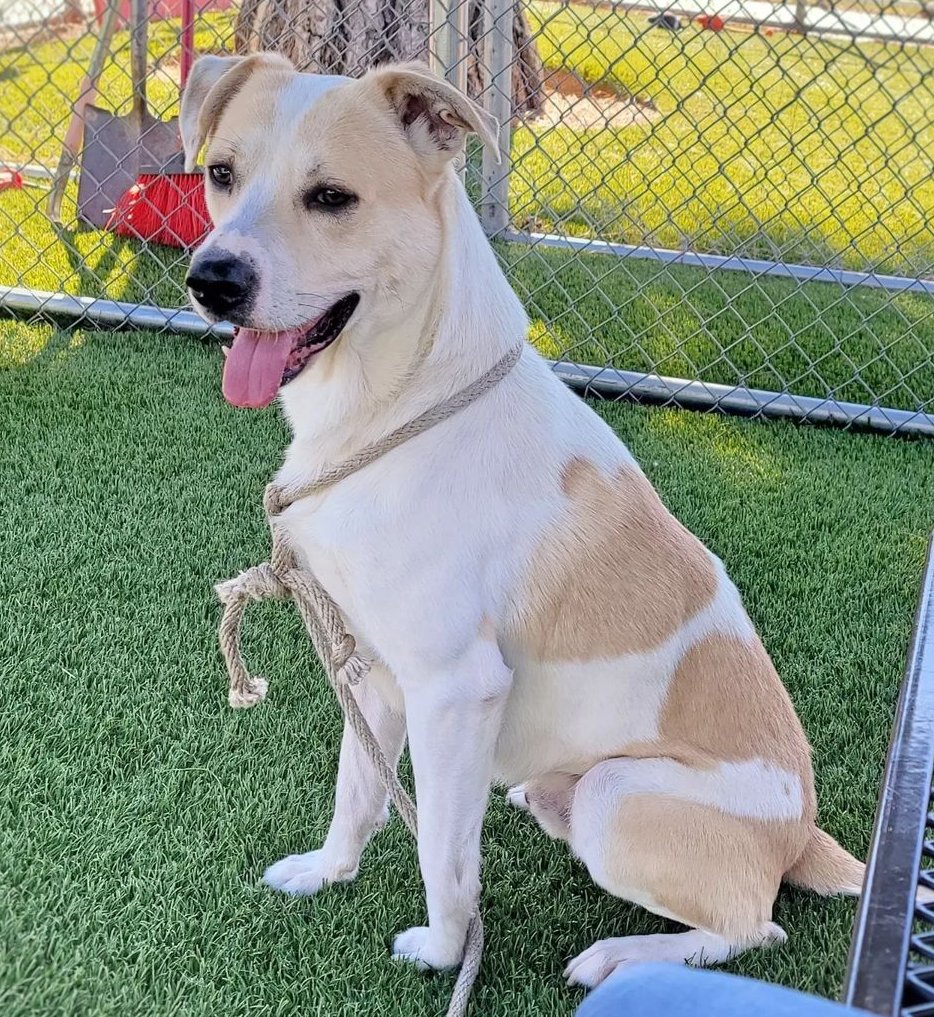 🆘 LAST CALL DOG 🆘 
NICO, very friendly 3 yo 52 lb #Labrador mix has had little interest since his 11-21 intake 😥 He's ADOPTABLE from Downey #CA ACC - or #FOSTER 4 rescue 🙏 Info ⬇ 
#A5451094 
#AdoptDontShop #dogsoftwitter #SoCal #dogs #lovedogs