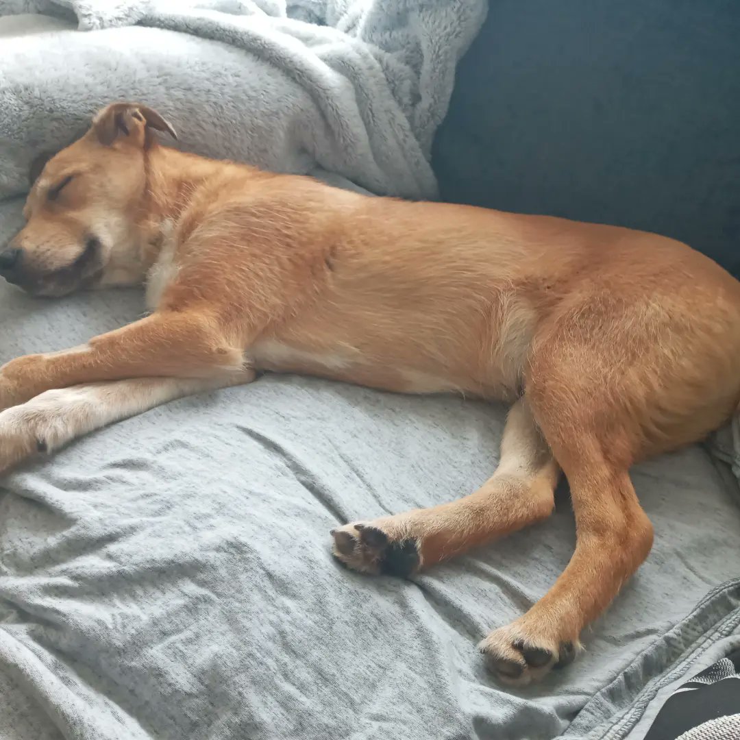 Chrisscougal's tweet photo. Yesterday I welcomed this little chap into my home to become a dog daddy again. Say hello to Buddy, he is a 9 month old Romanian rescue ❤
#rescuedog #romanianrescuedog https://t.co/kCUjZ3RSGn