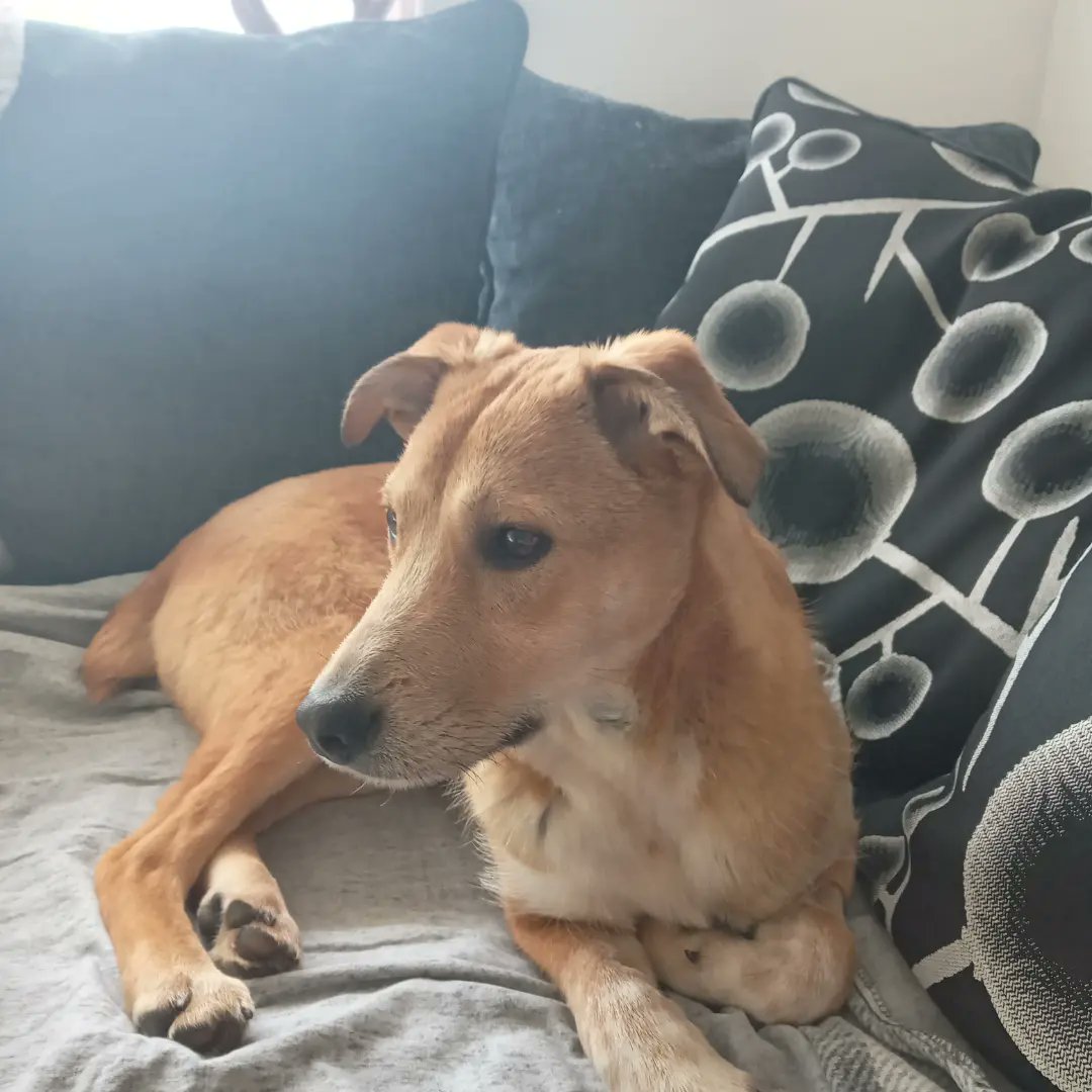Chrisscougal's tweet photo. Yesterday I welcomed this little chap into my home to become a dog daddy again. Say hello to Buddy, he is a 9 month old Romanian rescue ❤
#rescuedog #romanianrescuedog https://t.co/kCUjZ3RSGn
