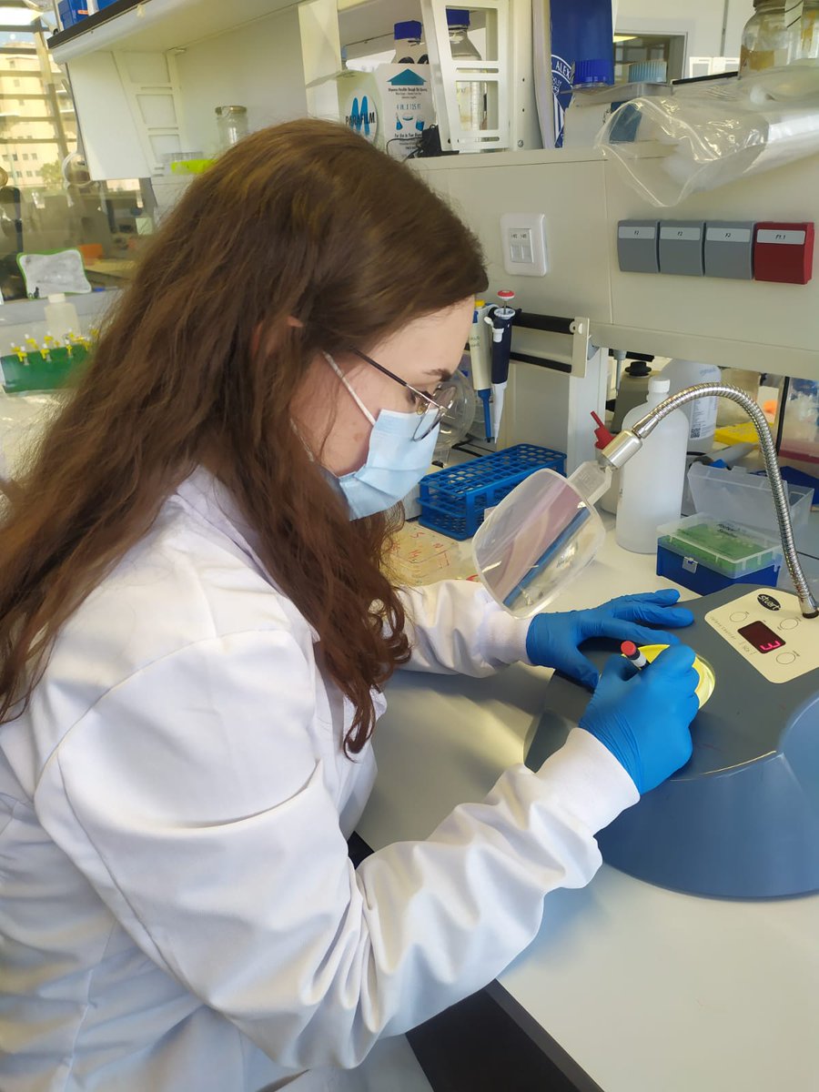 VLC Phage Hunters tweet media